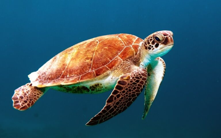 Eliminate Ocean Trash
